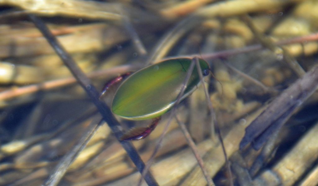 Cybister lateralimarginalis lateralimarginalis, Dytiscidae